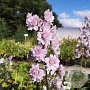 Delphinium 'Cha Cha' GM  P11