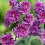 Delphinium 'Flamenco' GM  P11