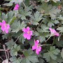 Geranium Buckland Beauty GM P9