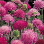Knautia macedonica GM P9