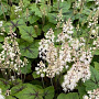 Tiarella c. 'Brandywine' GM P9
