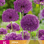 Allium 'Purple Sensation' 10-12 cm verpakt per 50