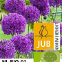 Allium 'Purple Sensation' 12-14 cm verpakt per 100