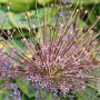 Allium schubertii verpakt per 25