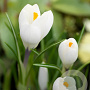 Crocus 'Jeanne D'Arc' verpakt per 100