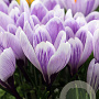 Crocus 'King of the Striped' verpakt per 100