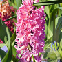 Hyacinthus 'Pink Pearl' 15-17CM verpakt per 50