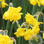 Narcissus 'Quail' 10-12 mm verpakt per 100