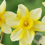 Narcissus New Baby 8-10 cm verpakt per 100