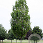 Acer freemanii 'Armstrong Two' 20-25 HO draadkluit