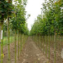 Acer platanoides 'Cleveland' 12-14 HO draadkluit
