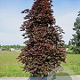 Acer platanoides 'Crimson Sentry' 14-16 HO draadkluit