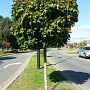 Acer platanoides 'Globosum' 14-16 HO draadkluit 225 cm stam boven vered.