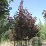Acer platanoides 'Royal Red' 12-14 HO draadkluit