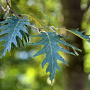 Alnus incana 'Laciniata' 10-12 HO draadkluit
