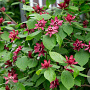 Calycanthus raulstonii 'Hartlage Wine' 175-200 cm cont. 70L meerstammig