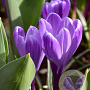 Crocus 'Flower Record' verpakt per 100