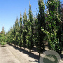 Fagus sylvatica 'Dawyck' 25-30 HO draadkluit geveerd