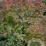 Fraxinus americana 'Autumn Purple' 16-18 cm draadkluit