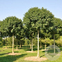 Fraxinus ornus 'Obelisk' 16-18 cm draadkluit