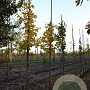 Ginkgo biloba 8-10 HO draadkluit