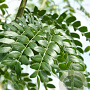 Gleditsia triacanthos 'Street Keeper' 20-25 HO draadkluit