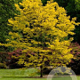 Gleditsia triacanthos 'Sunburst Locust' 200-250 cm cont. 110L meerstammig