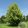 Liquidambar styraciflua 'Aurea' 14-16 HO draadkluit BEVEERD