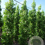 Liquidambar styraciflua 'Slender Silhouette' 10-12 HO draadkluit geveerd