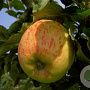 Malus domestica 'grondinger Pippeling' 14-16 HO draadkluit