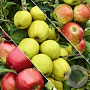 Malus domestica 'Trio-appel' 14-16 HO draadkluit