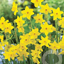 Narcissus Baby Boomer 10-12 mm verpakt per 100