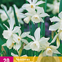 Narcissus triandrus 'Thalia' 10-12 mm verpakt per 100