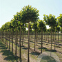 Platanus hispanica 'Alphen's Globe' 12-14 cm draadkluit 225 cm stam Beveerd