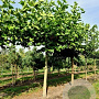 Platanus hispanica acerifolia 16-18 cm draadkluit 275 cm stam dakvorm