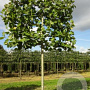 Platanus hispanica acerifolia 16-18 cm draadkluit 210 cm stam 4 etages leivorm