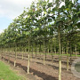 Platanus hispanica acerifolia 18-20 cm draadkluit 210 cm stam 4 etages leivorm