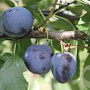 Prunus domestica 'Belle de Louvain' 16-18 cm draadkluit