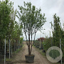 Prunus serrula 200-225 cm draadkluit meerstammig