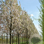 Prunus serrulata 'Sunset Boulevard' 16-18 cm draadkluit