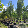 Prunus 'Spire' 350-400 cm cont. 130L meerstammig