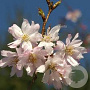 Prunus subh. 'Autumnalis Rosea' 16-18 HO draadkluit 225 cm stam boven vered.