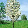 Pyrus communis 'Beech Hill' 12-14 HO draadkluit