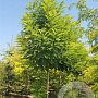 Robinia pseudoacacia 'Bessoniana' 20-25 HO draadkluit