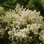 Syringa pekinensis 'China Snow' 250-300 cm draadkluit meerstammig