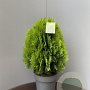 Thuja occ. 'Aurea Nana' 25-30 cm 2,0L