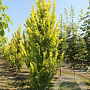 Ulmus hollandica 'Wredei' 18-20 HO draadkluit geveerd