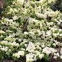 Viburnum plicatum 'Popcorn' 125-150 cm draadkluit meerstammig