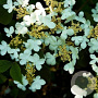 Viburnum plicatum 'Tennessee' 175-200 cm draadkluit meerstammig