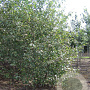 Alnus glutinosa 350-400 cm draadkluit meerstammig
